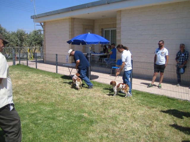 17th National Breed Show